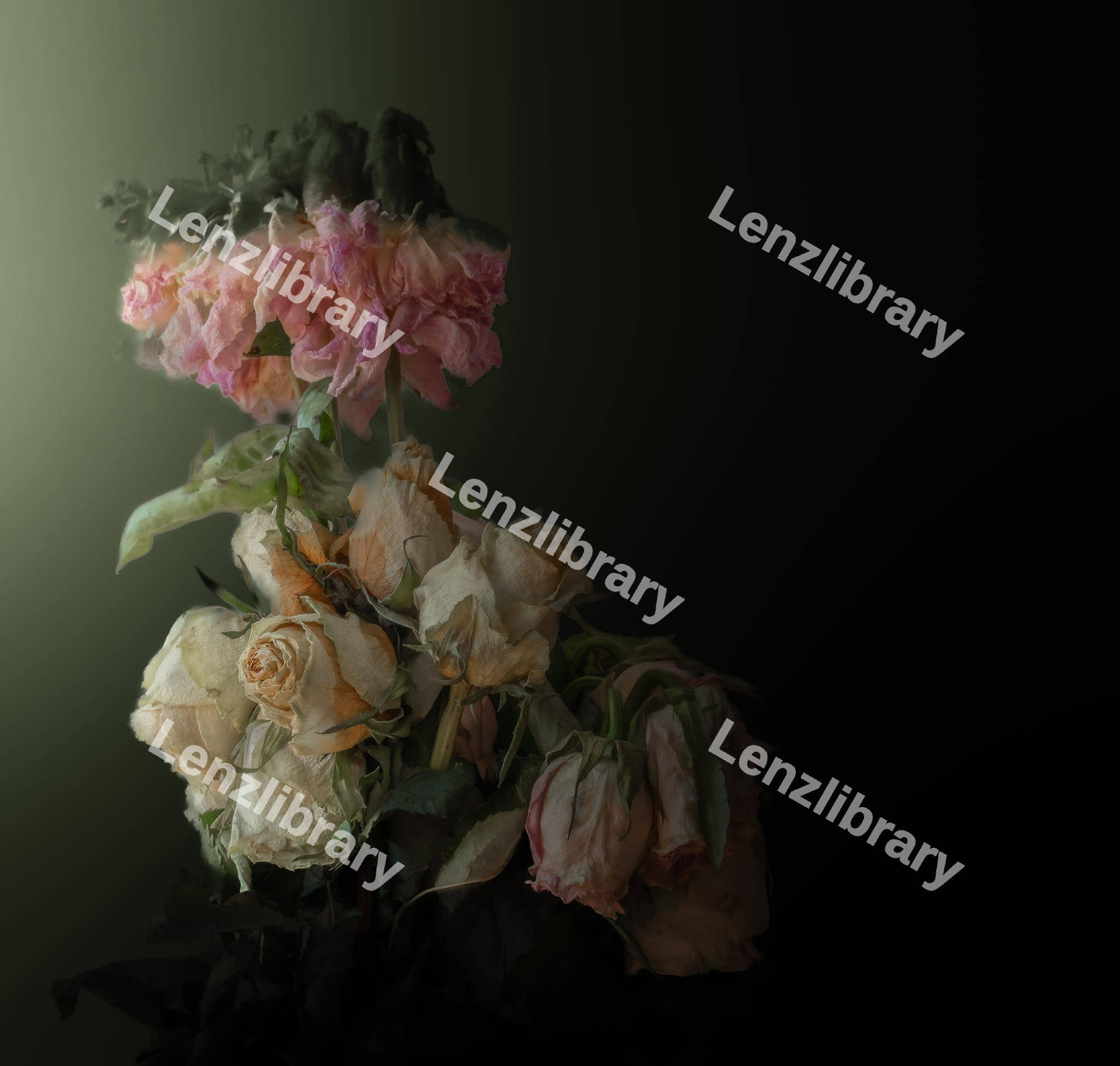 Dried White and Pink Roses